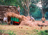 Gathering Maize, Outside Madur