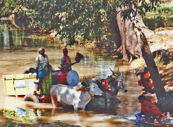 Watering Cattle, Maddur