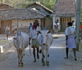 Villager and Cattle