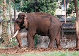 Tethered Elephant, Kochi