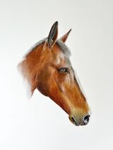 Colour Pencil Horse
