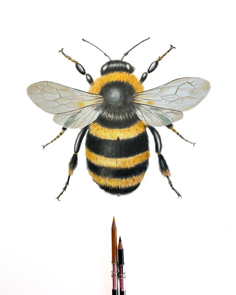 Coloured pencil bee