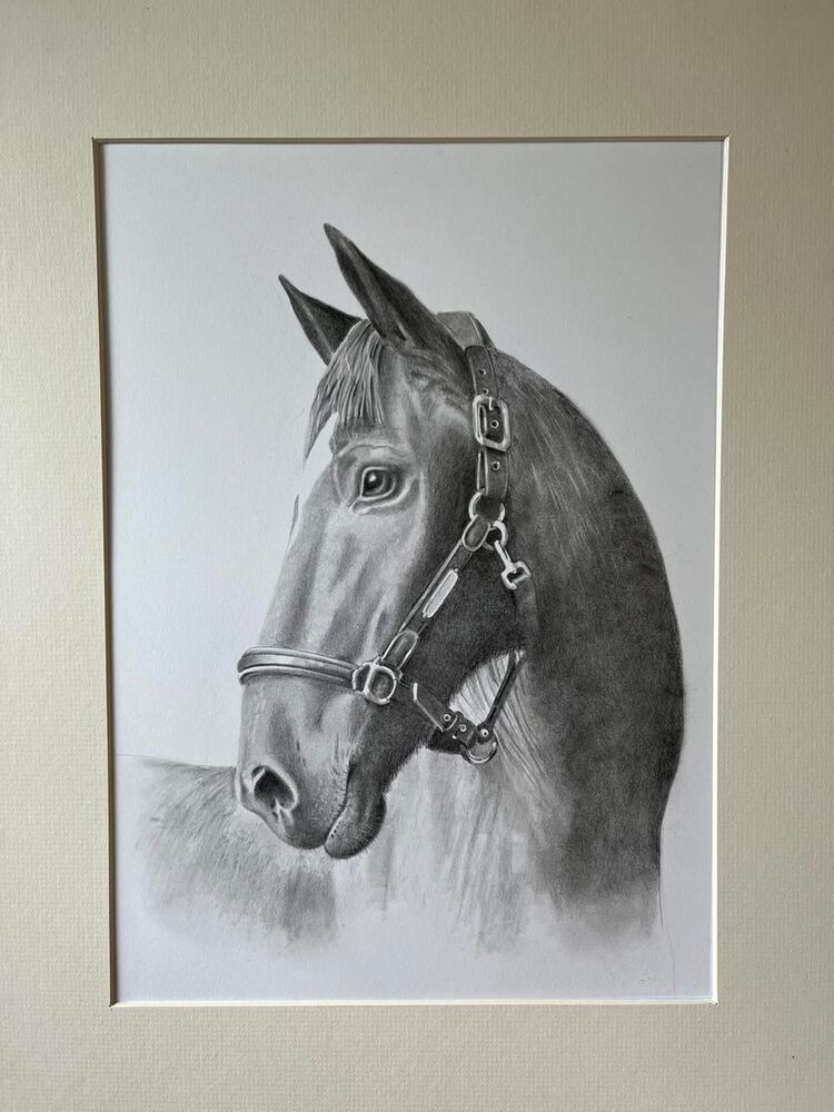 Pencil Drawing Horse