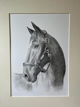 Pencil Drawing Horse