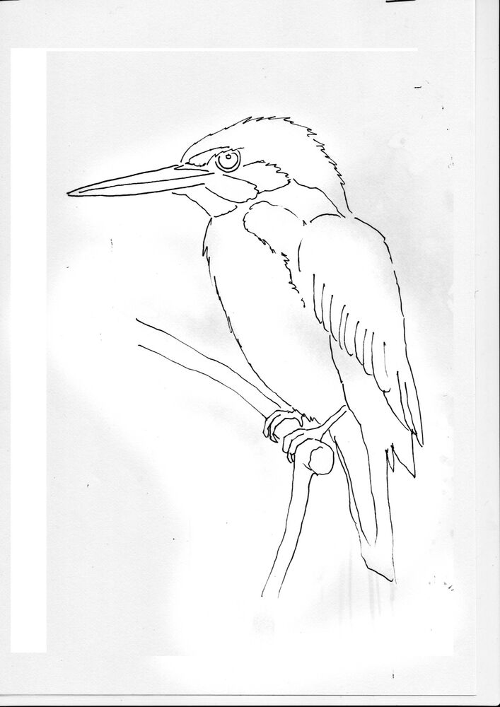 Kingfisher Outline