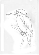 Kingfisher Outline