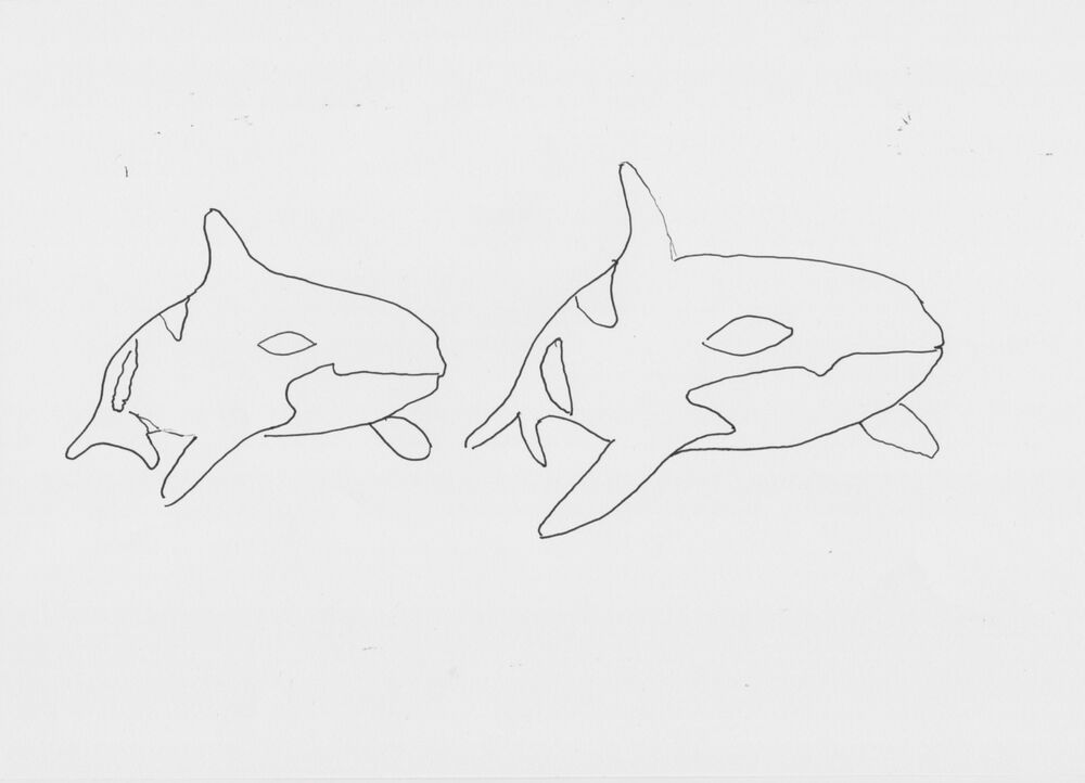 Orcas 2