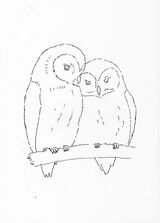 Owls outline