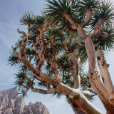 Dracaena draco ssp ajgal