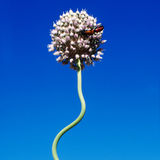 Ail, Allium sp