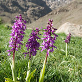 Dactylorhiza elata