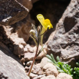 Linaria multicaulis ssp galioides