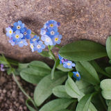 Myosotis alpestris ssp albomarginata
