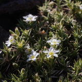 Arenaria pungens