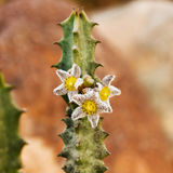 Caralluma burchardi maura