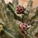 Caralluma europaea europaea