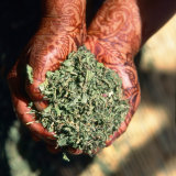 holding herbs