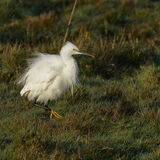 Little Egret