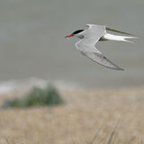 Common Terns