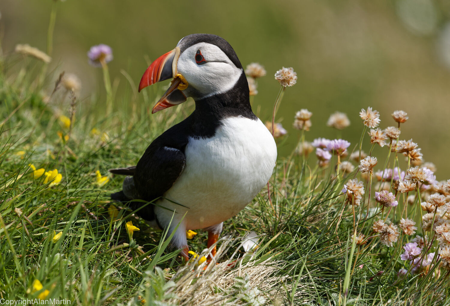 1. Puffin