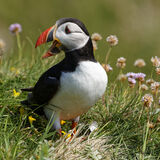 Shetland