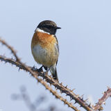 Stonechats