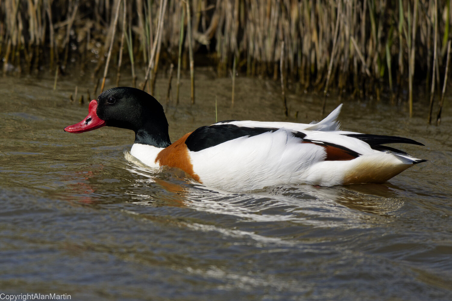 1. Common Shelduck