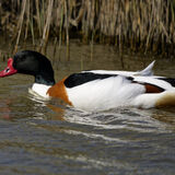 Common Shelduck
