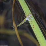 Emerging damselflies
