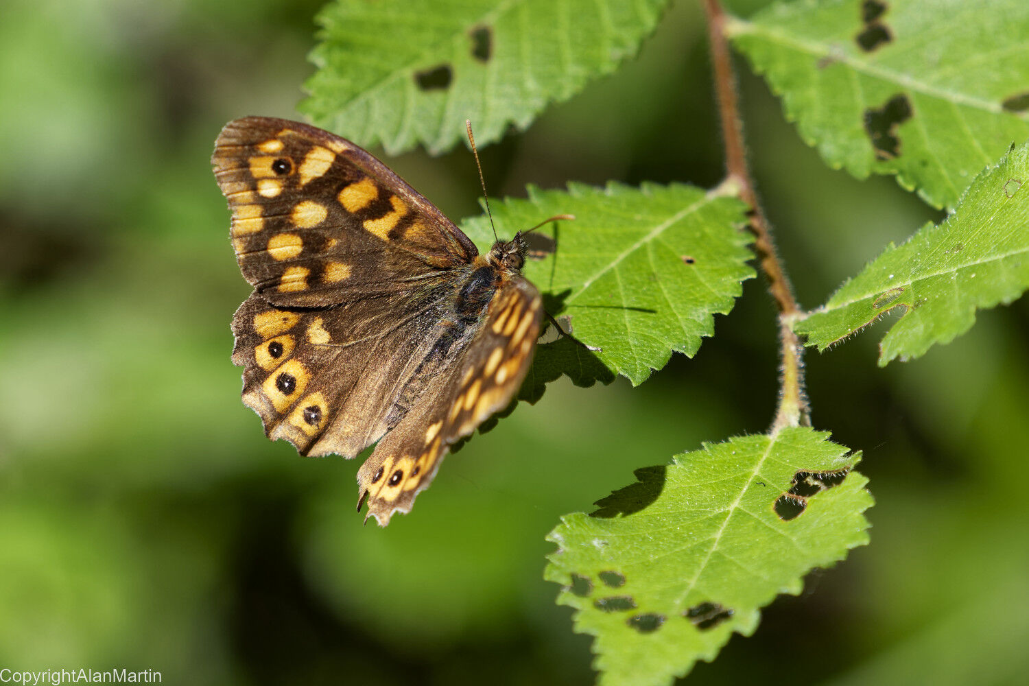 10.  Speckled Wood