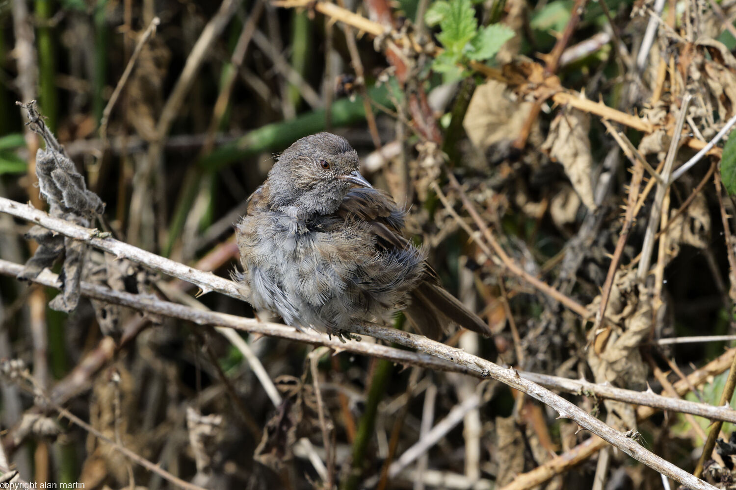 10 Dunnock ruffled