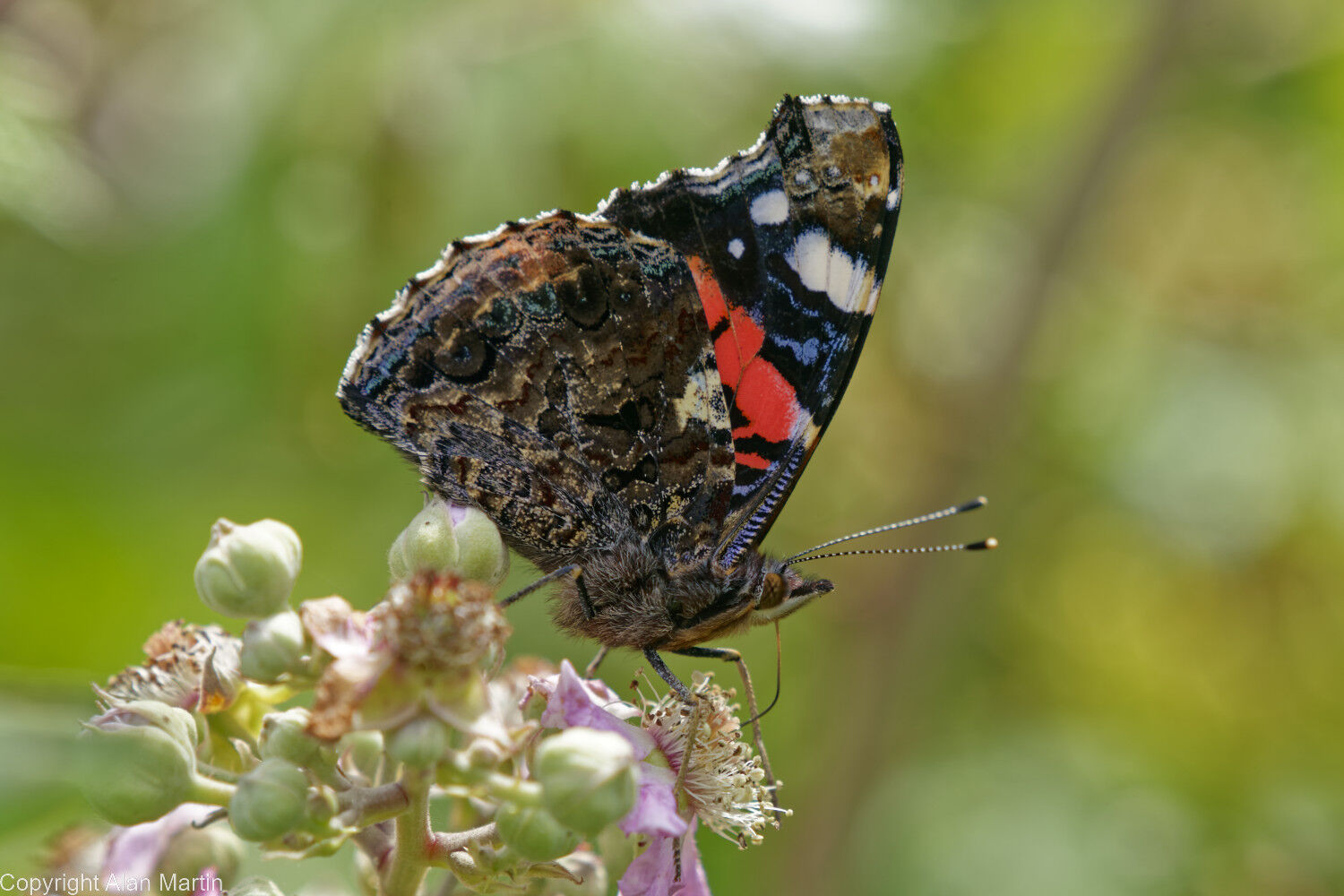 10 Red admiral