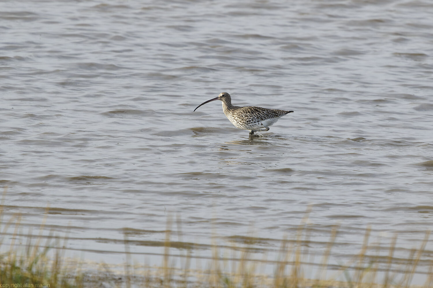 10  Curlew