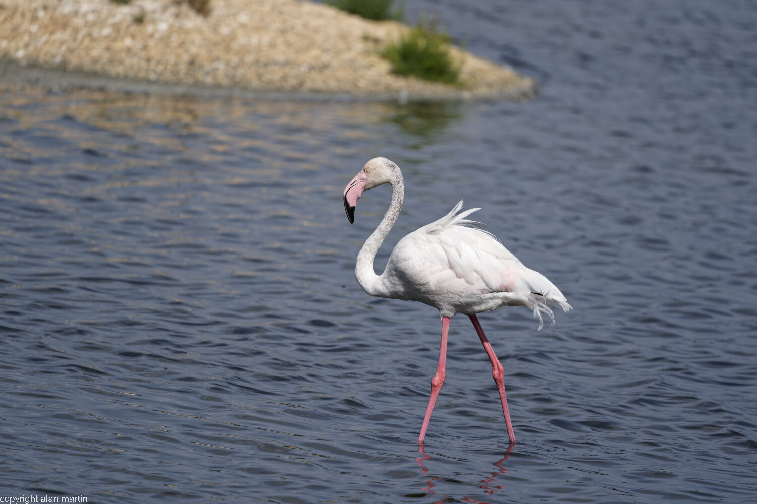 10  Flamingo.