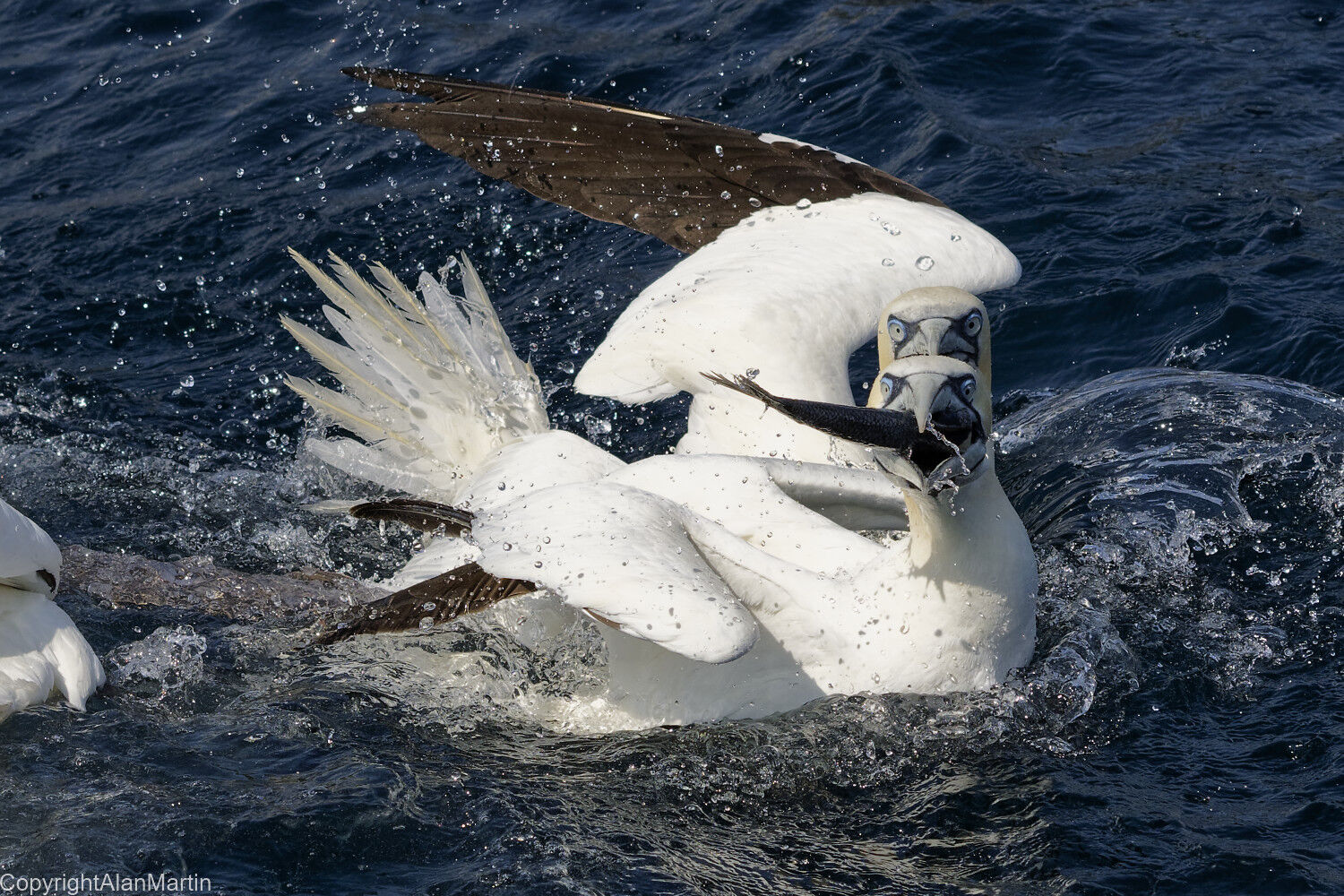 10 Gannets, Shetland