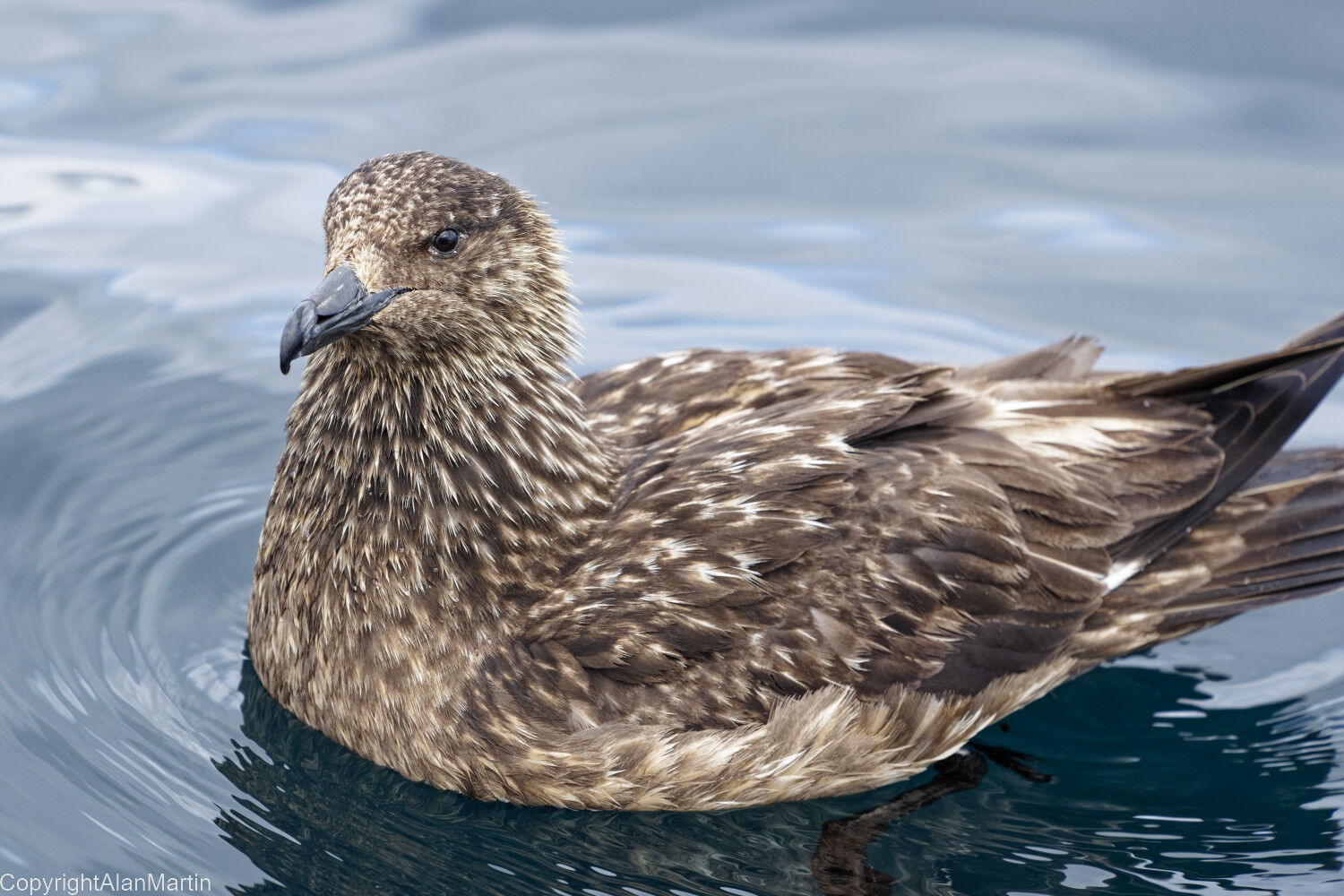 10 Great Skua
