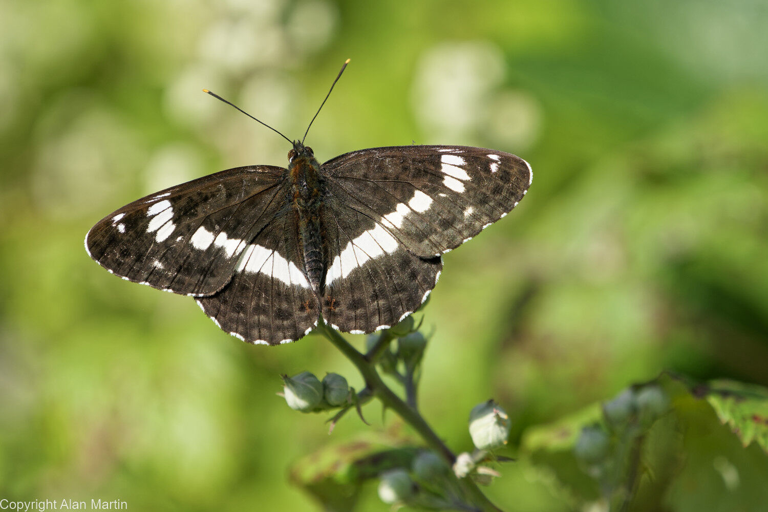 11 White admiral