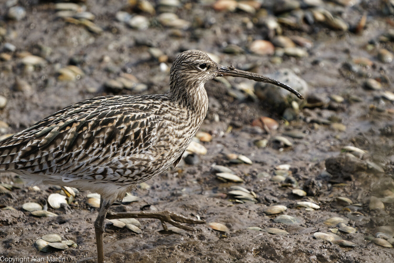 11  Curlew