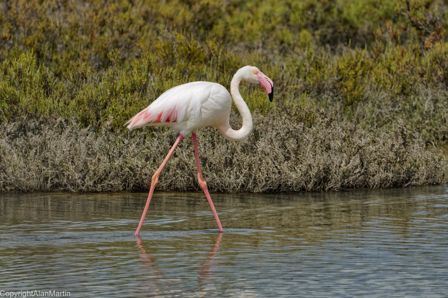 11 Flamingo