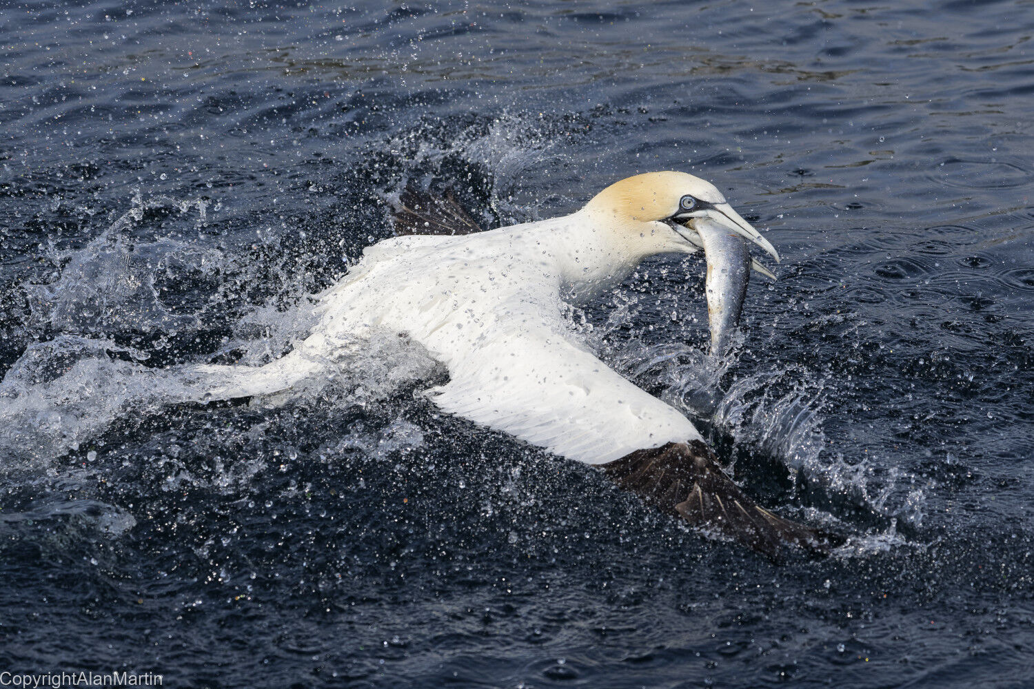 11  Gannet, Shetland
