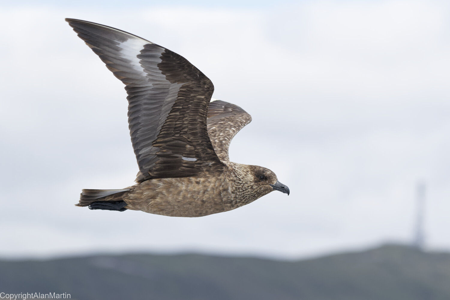 11  Great Skua