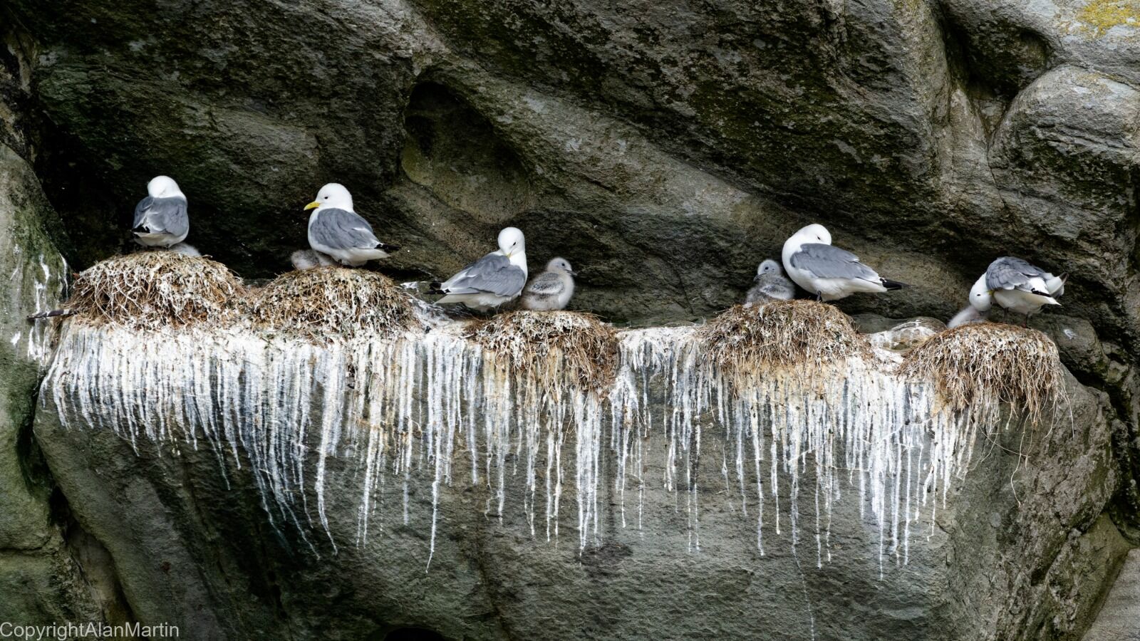 11 Kittiwakes