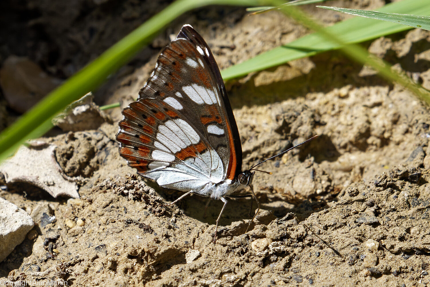 11a Southern White Admiral