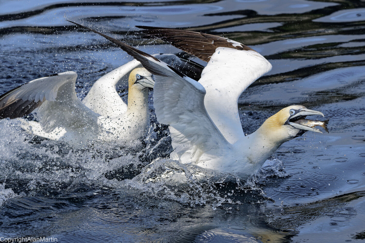 12. Gannets fighting over fish
