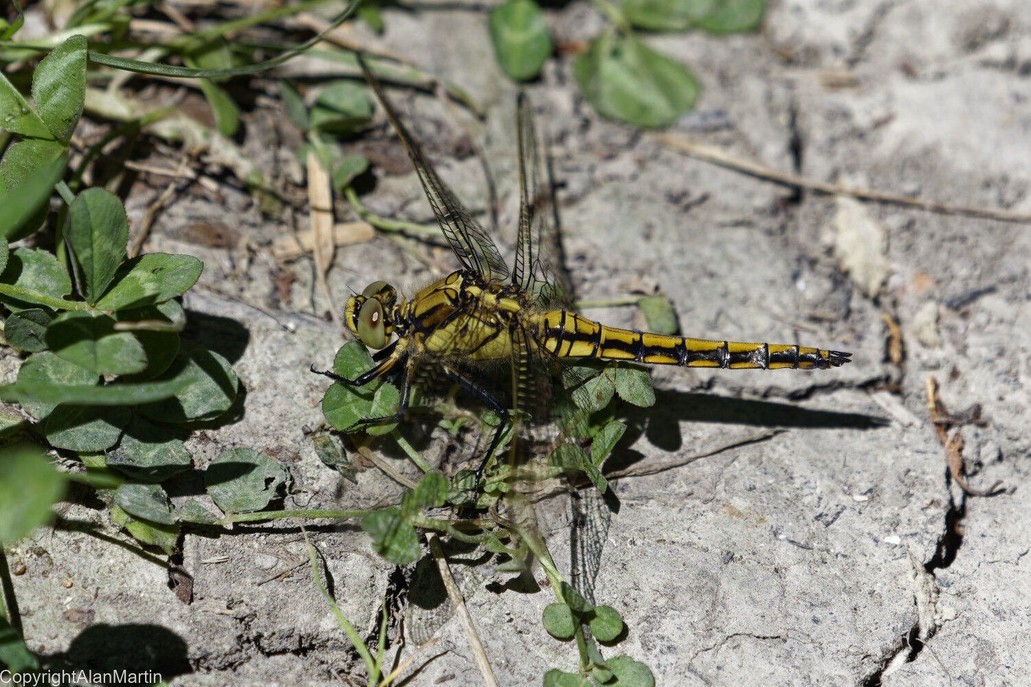 12. Black-tailed Skimmer, female