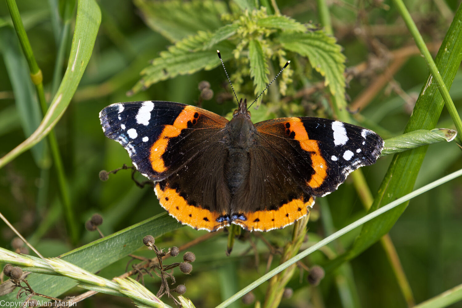 12 Red admiral