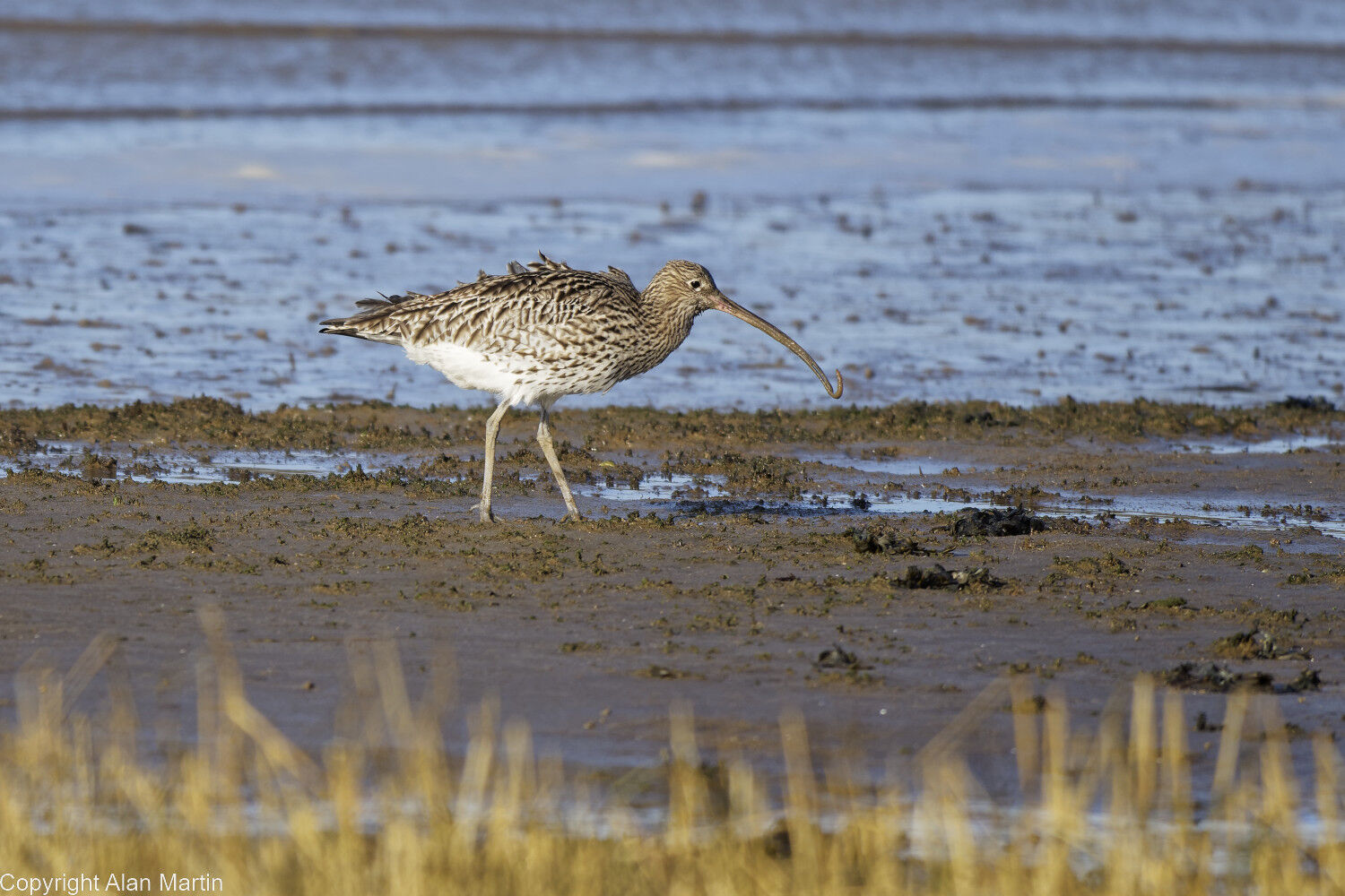 12  Curlew