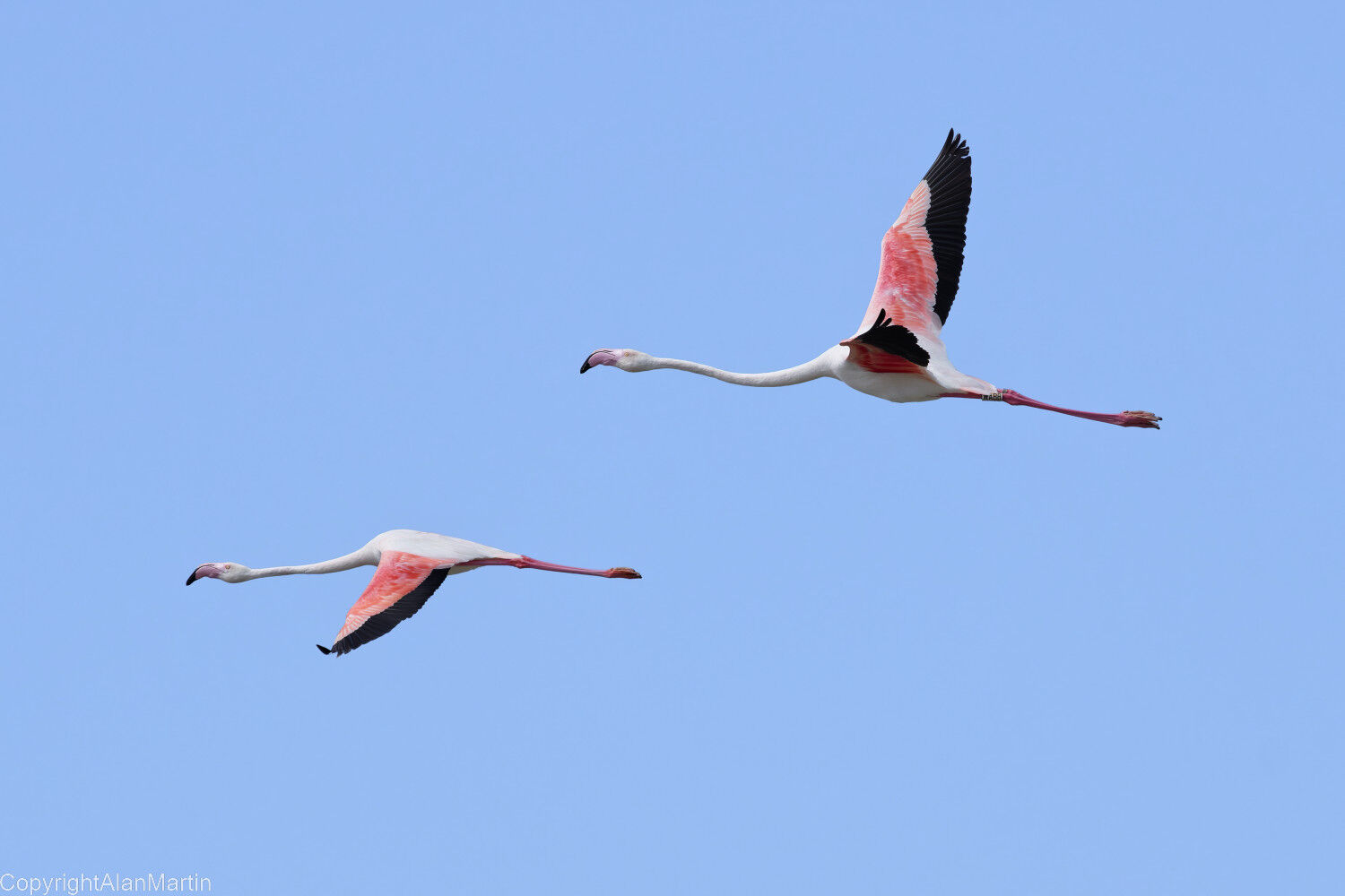 12 Flamingo