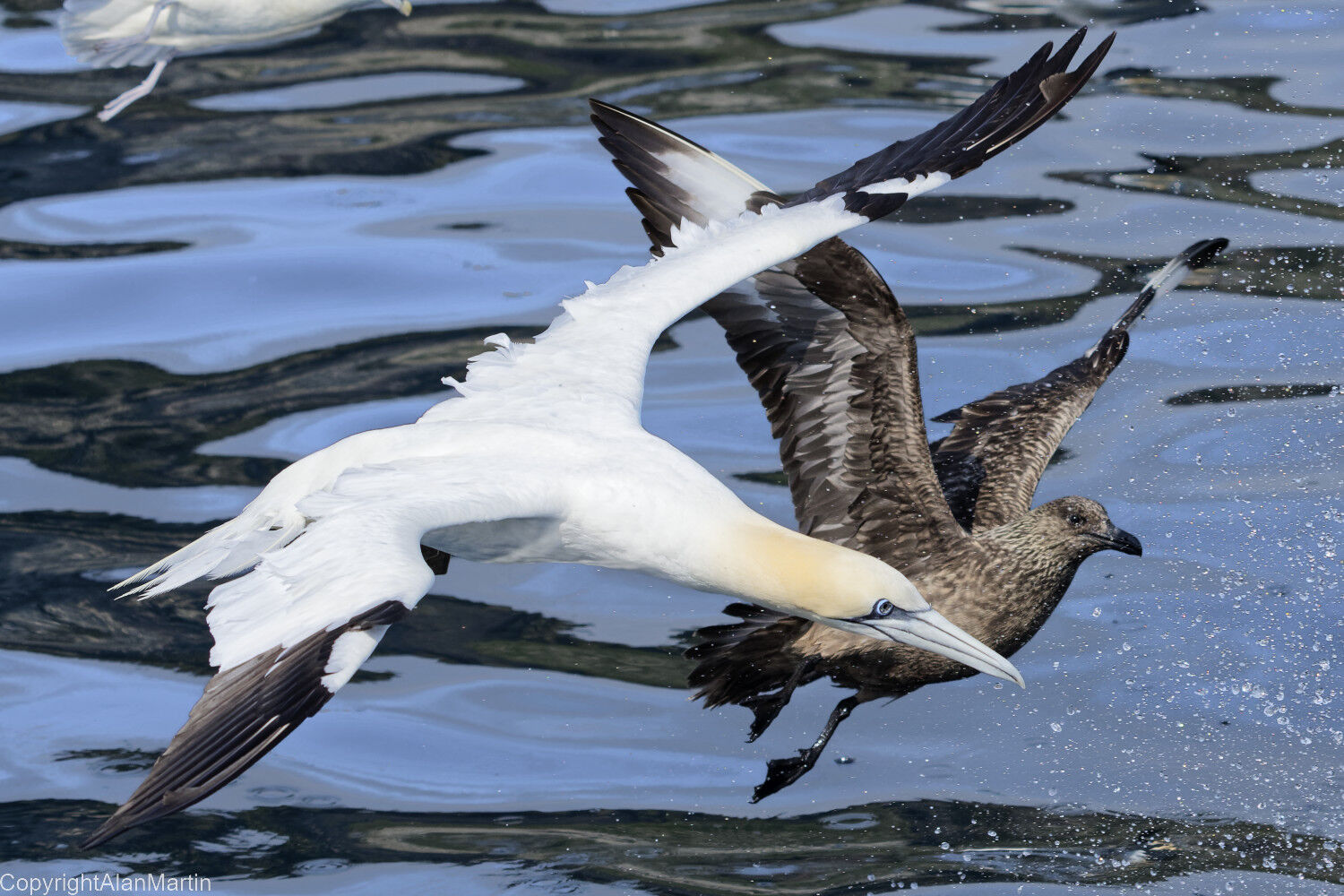 12  Great Skua and Gannet
