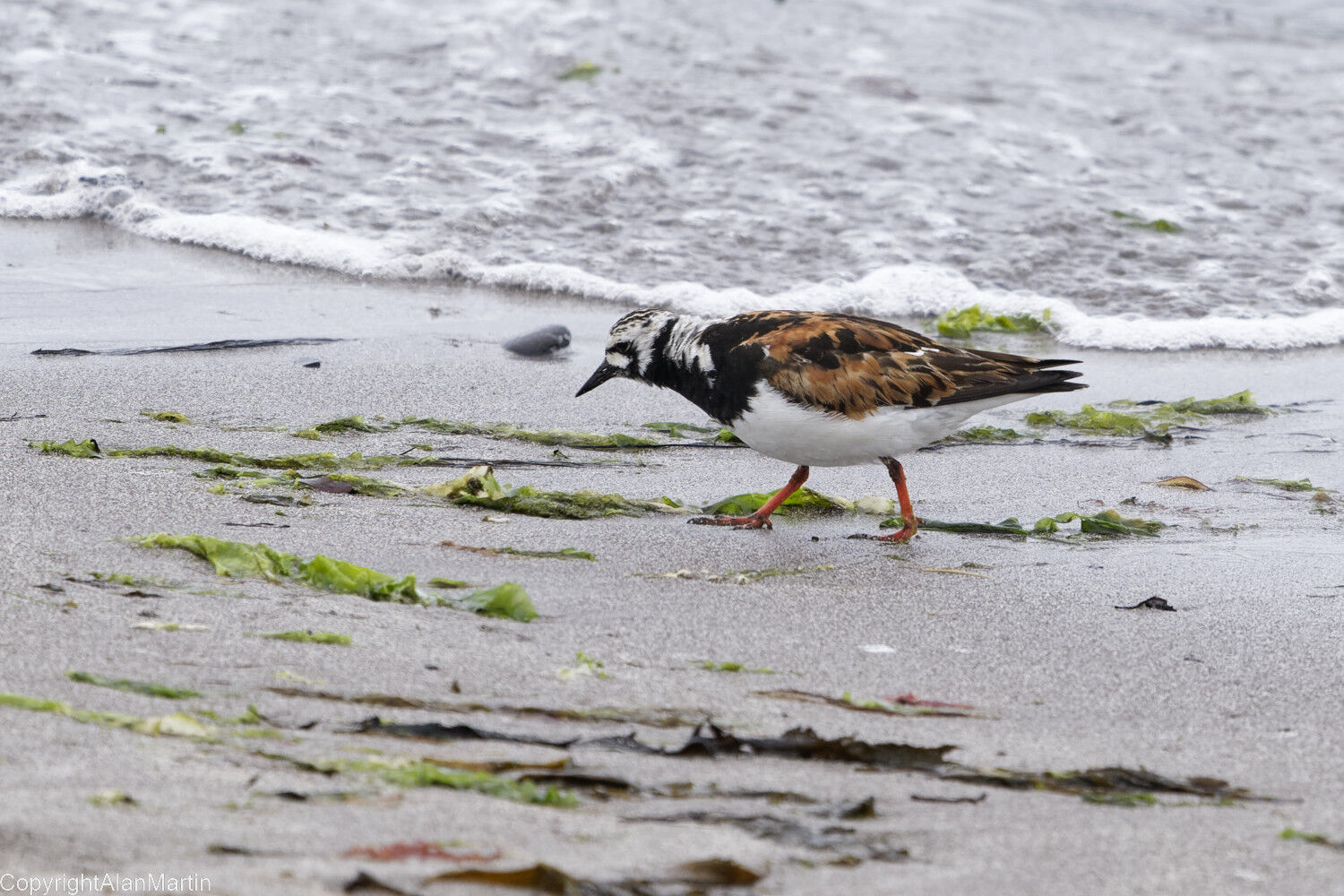 13. Turnstone